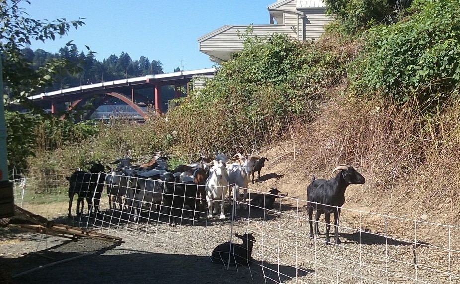 Foto de cabras de Sellwood