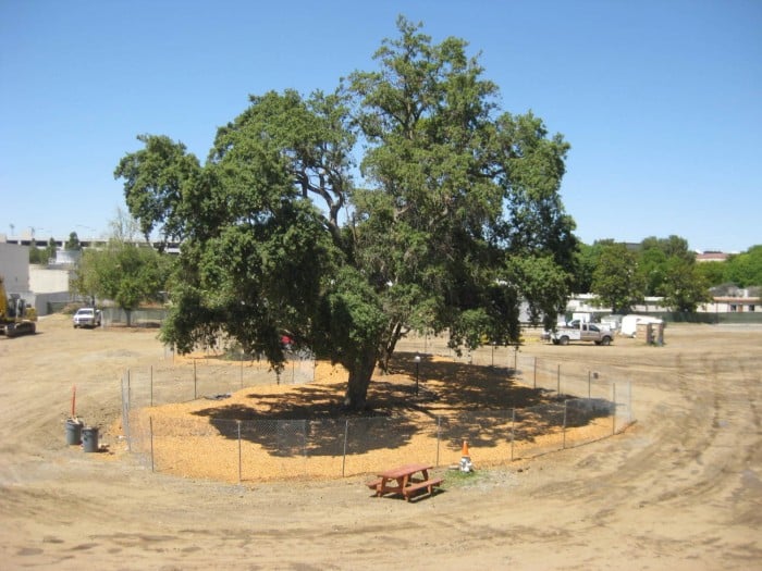 TerceroTree